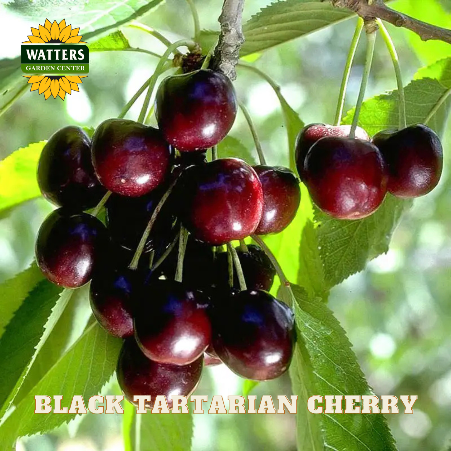 Black Tartarian cherry on a branch with Watters Garden Center logo.