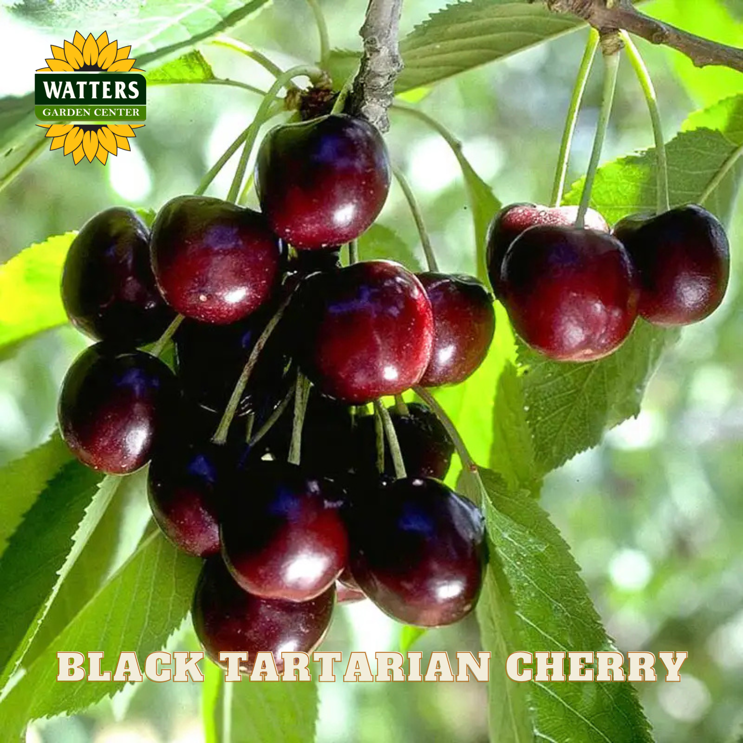 Black Tartarian cherry on a branch with Watters Garden Center logo.