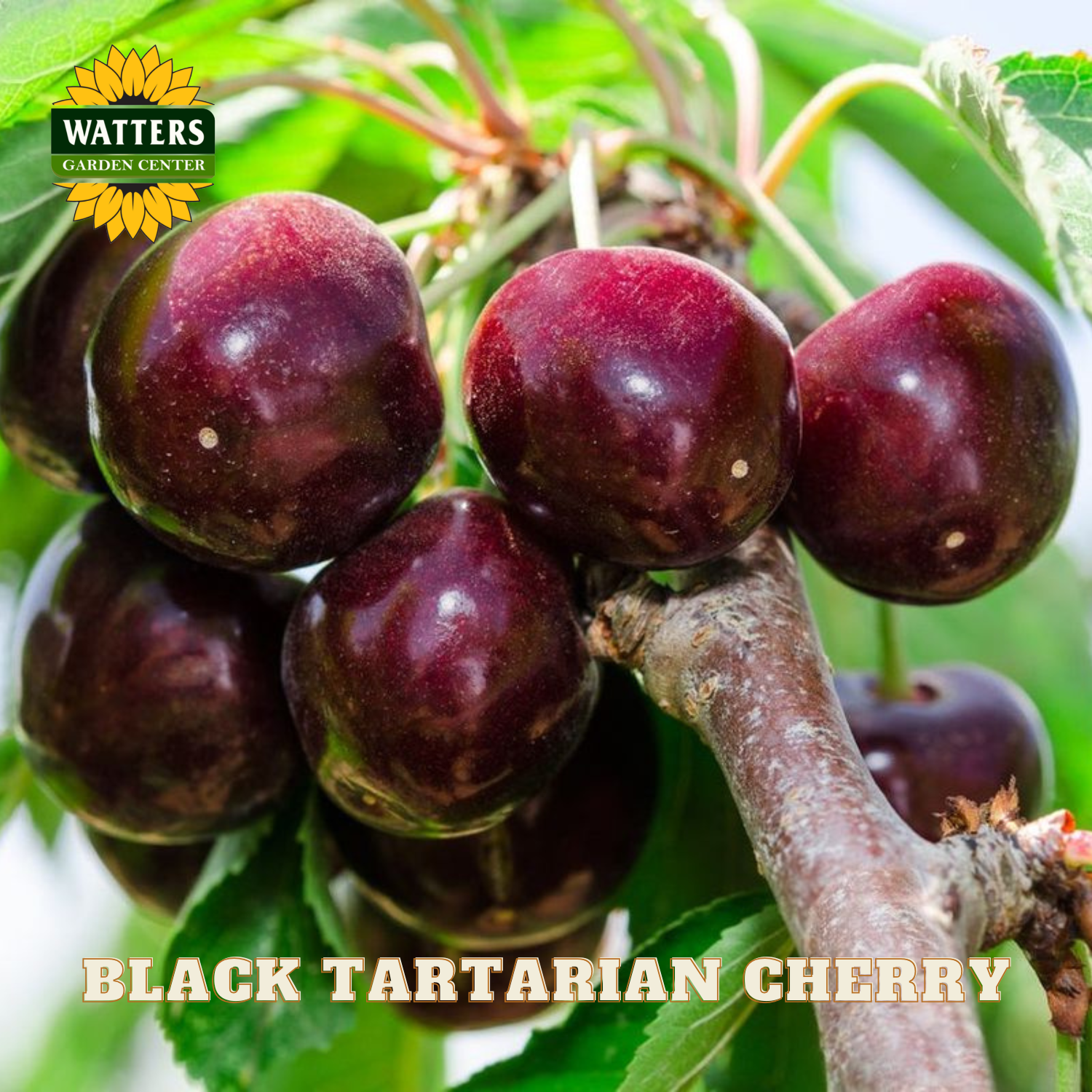 Black Tartarian cherry on a branch with Watters Garden Center logo.