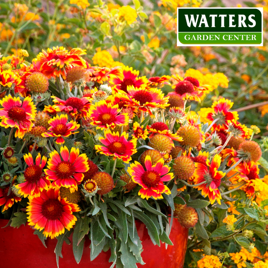 ASSORTED GAILLARDIA 1gal