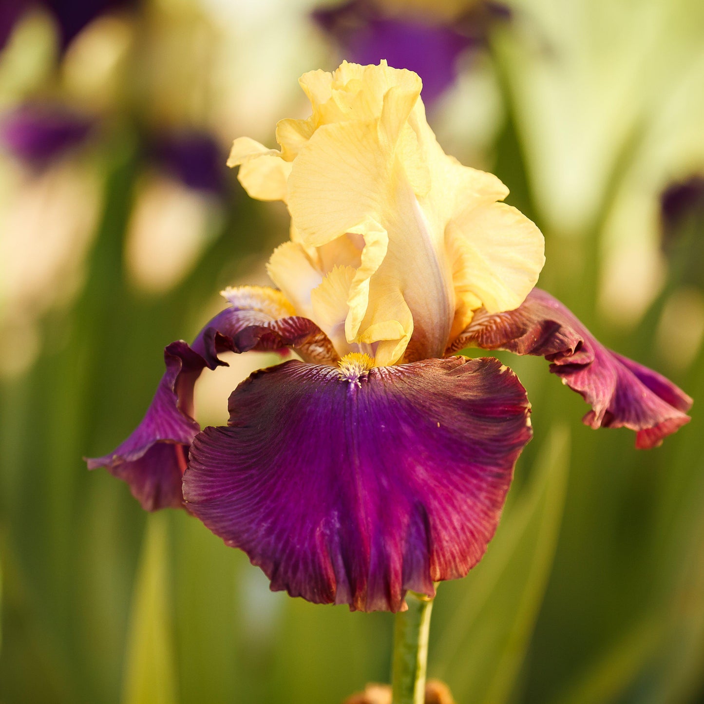 Blatant Bearded Iris - Reblooming