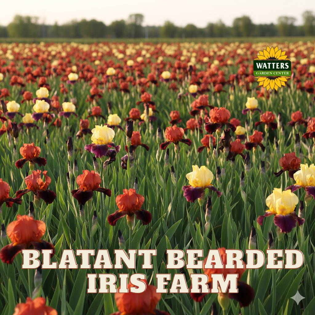 Blatant Bearded Iris - Reblooming