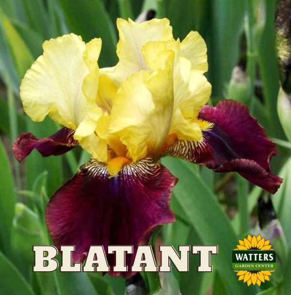 Blatant Bearded Iris - Reblooming