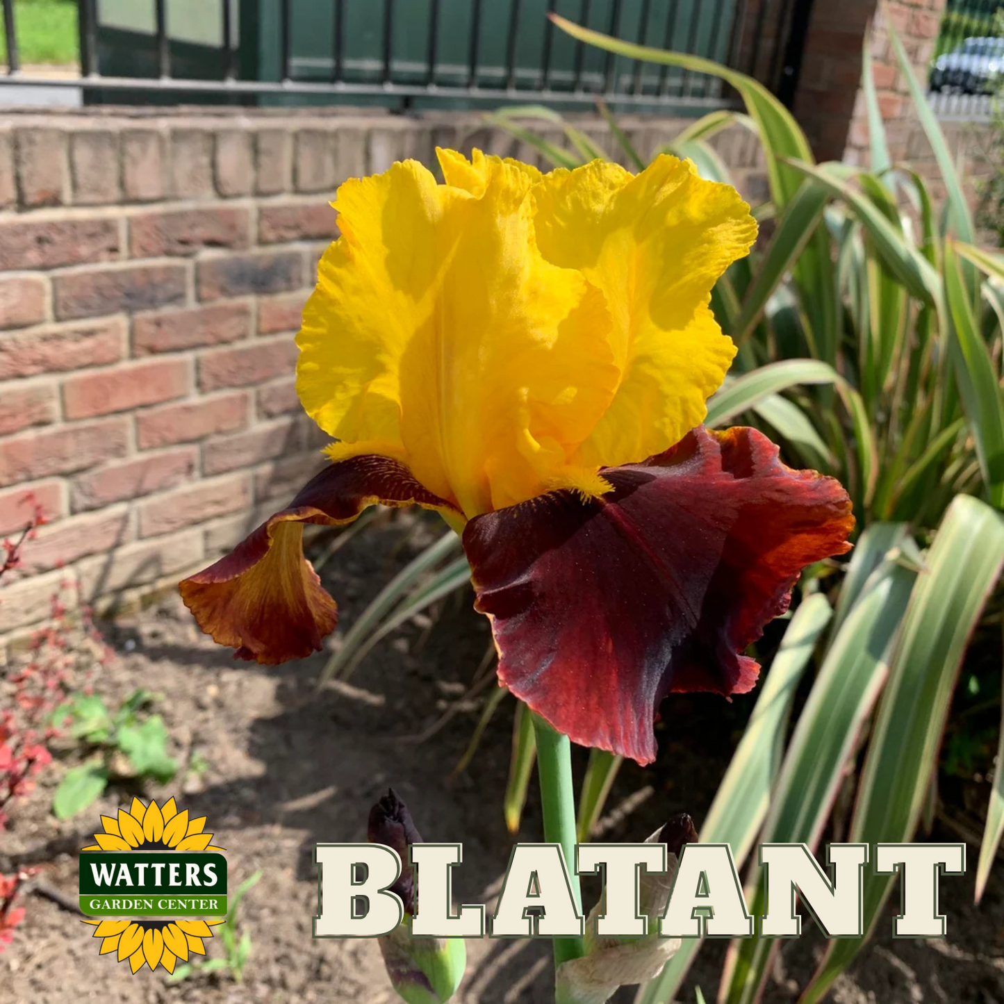 Blatant Bearded Iris - Reblooming