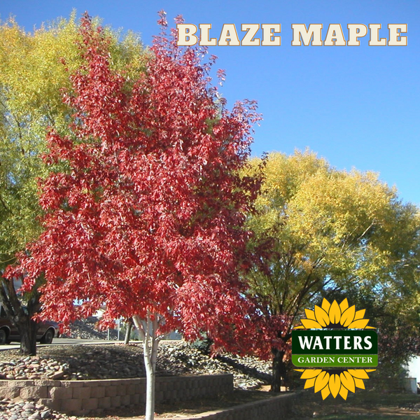 autumn blaze maple planting distance from house AUTUMN BLAZE MAPLE TREE 10gal – Watters Garden Center