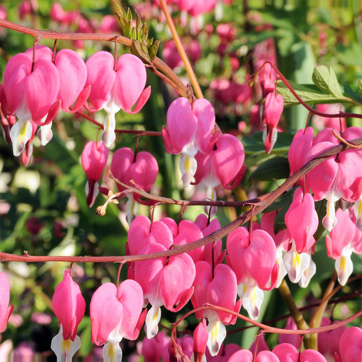 Dicentra - Bleeding Hearts Pink