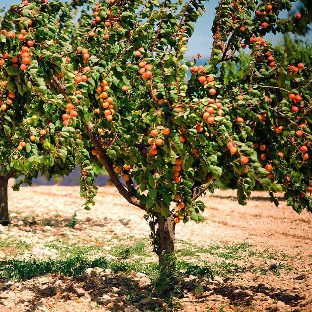 BLENHEIM APRICOT TREE 5gal