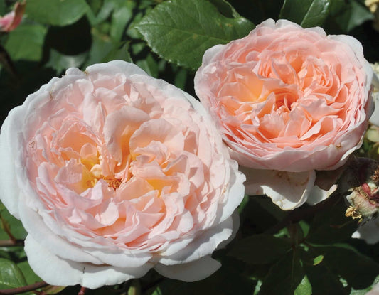 PARFUMA BLISS ROSE 5gal