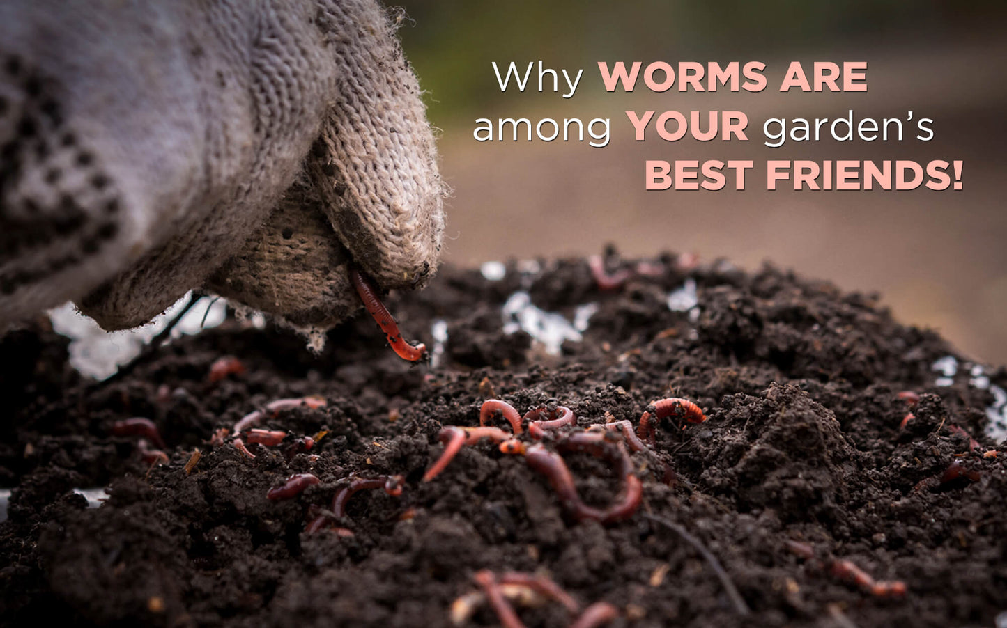 EARTHWORMS