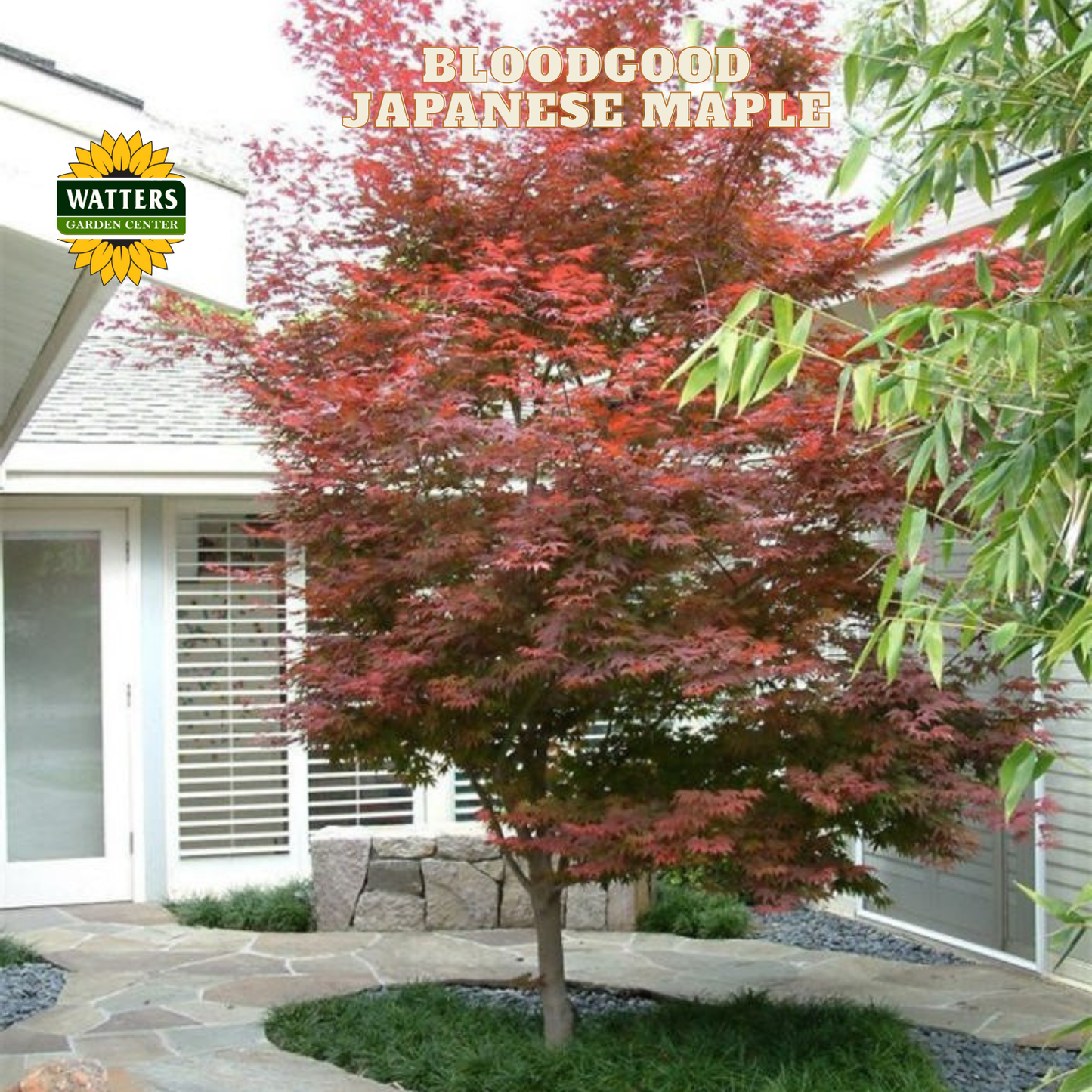 Bloodgood Japanese Maple (ACER PA. BLOODGOOD) - 3 gallon 30-36"