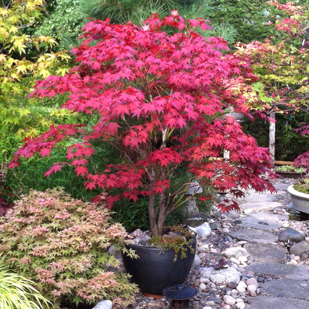 EMPEROR JAPANESE MAPLE 10gal