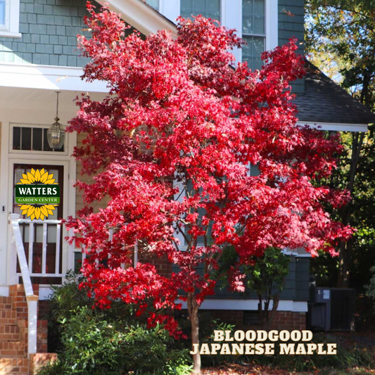Bloodgood Japanese Maple (ACER PA. BLOODGOOD) - 3 gallon 30-36"