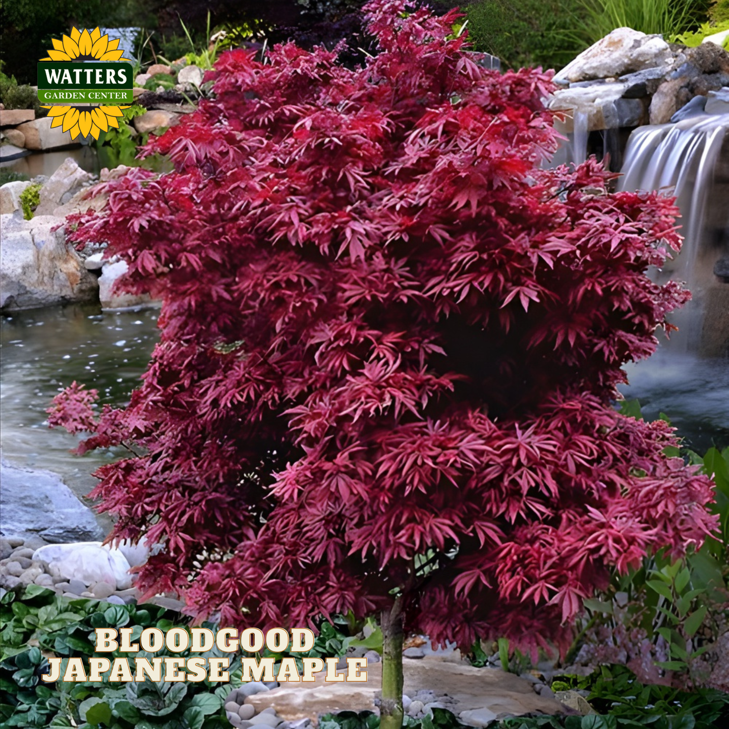 Bloodgood Japanese Maple (ACER PA. BLOODGOOD) - 3 gallon 30-36"