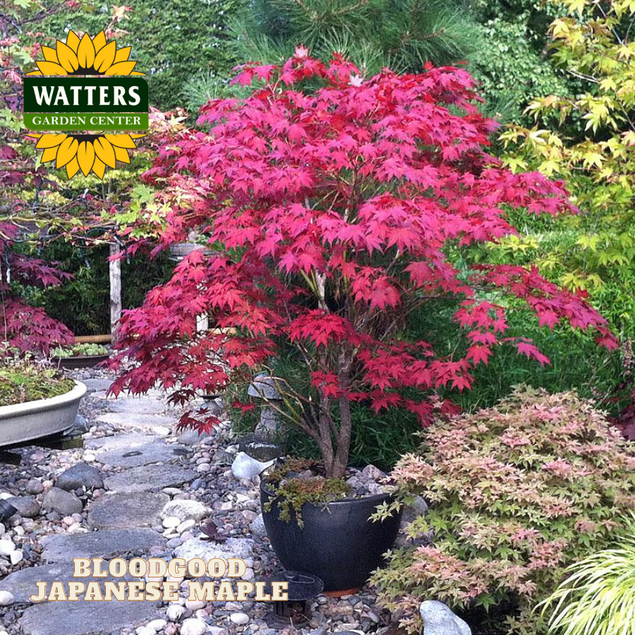 Bloodgood Japanese Maple (ACER PA. BLOODGOOD) - 3 gallon 30-36"
