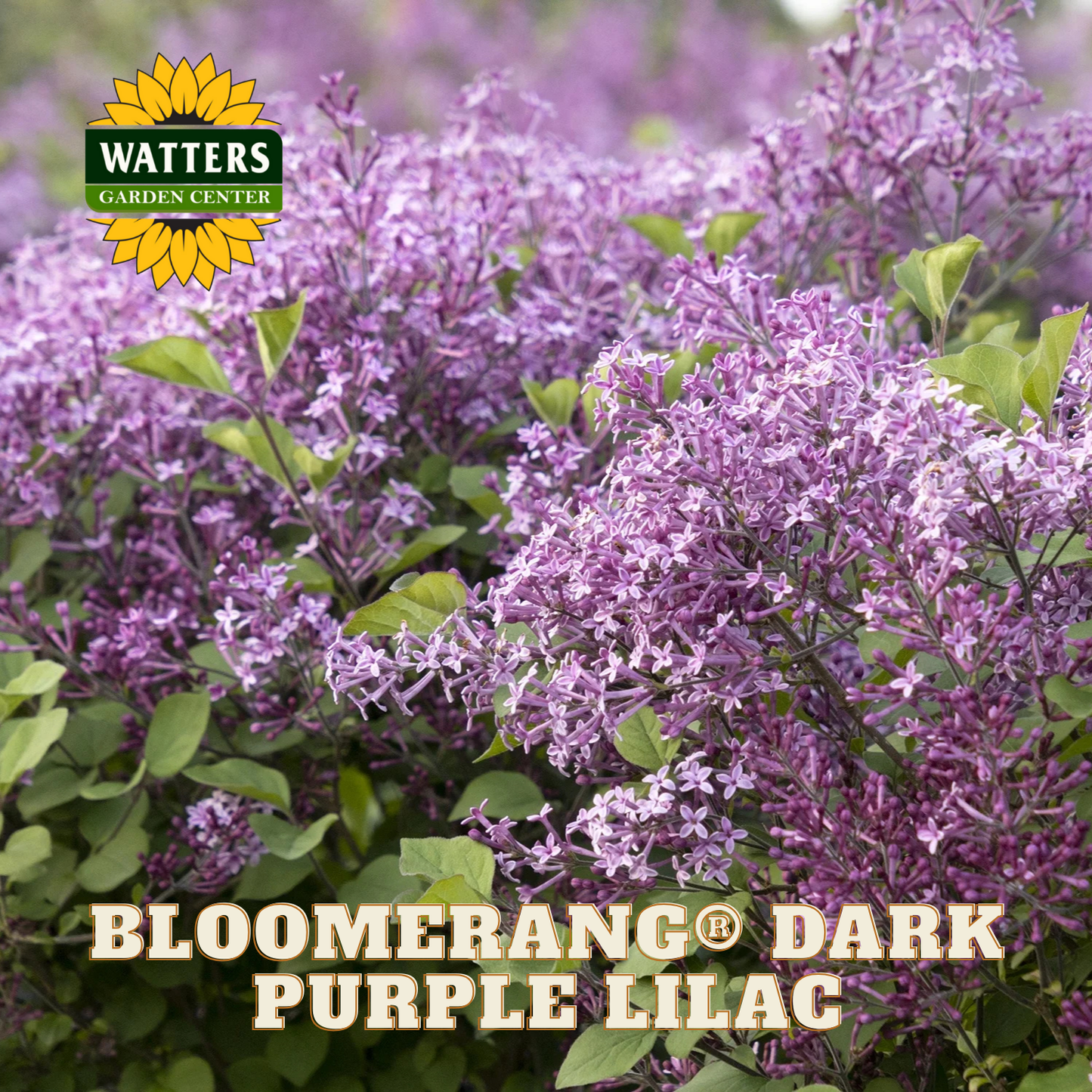 Bloomerang® Dark Purple Lilac (SYRINGA X BLOOMERANG® DK PURPLE) - 1 gallon