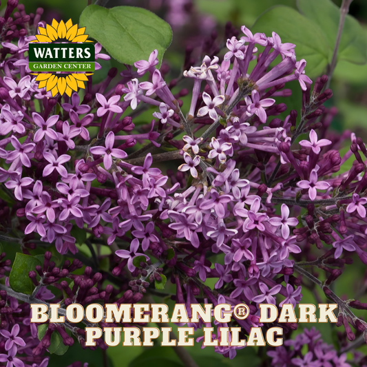 Bloomerang® Dark Purple Lilac (SYRINGA X BLOOMERANG® DK PURPLE) - 1 gallon