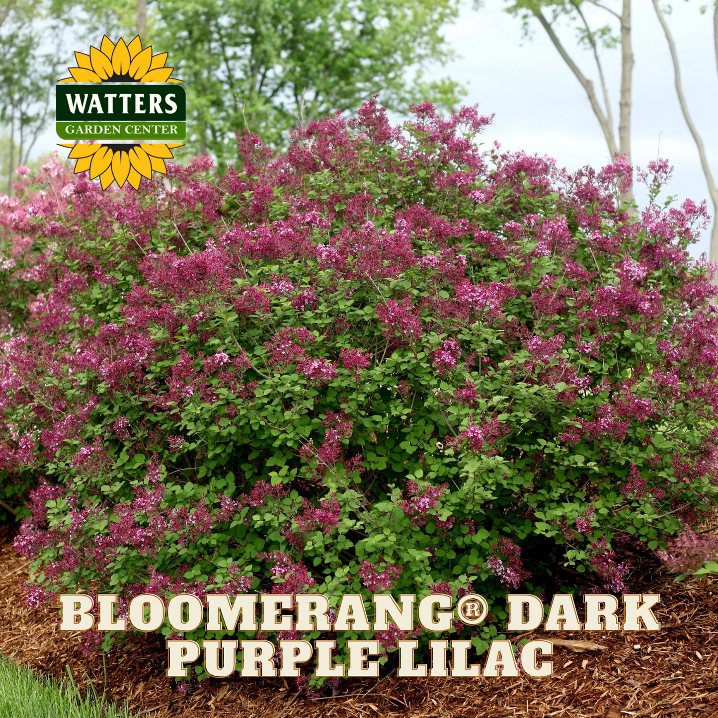 Bloomerang® Dark Purple Lilac (SYRINGA X BLOOMERANG® DK PURPLE) - 1 gallon