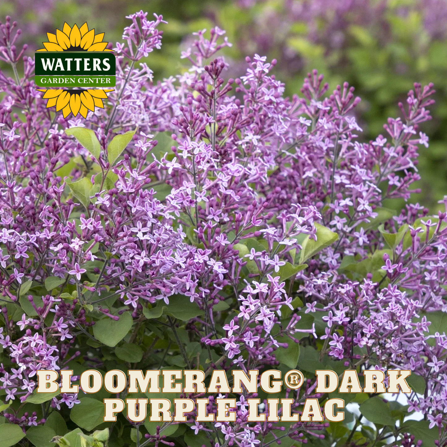 Bloomerang® Dark Purple Lilac (SYRINGA X BLOOMERANG® DK PURPLE) - 1 gallon