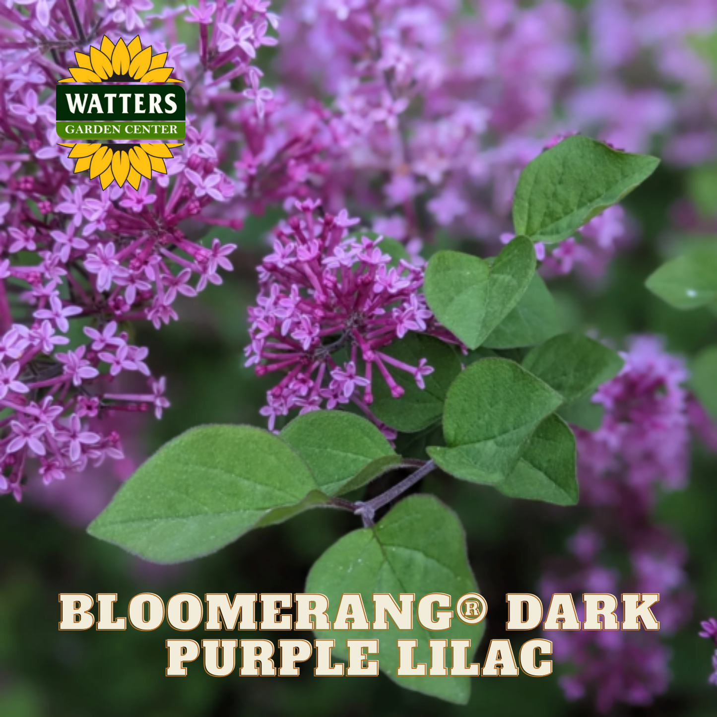 Bloomerang® Dark Purple Lilac (SYRINGA X BLOOMERANG® DK PURPLE) - 1 gallon