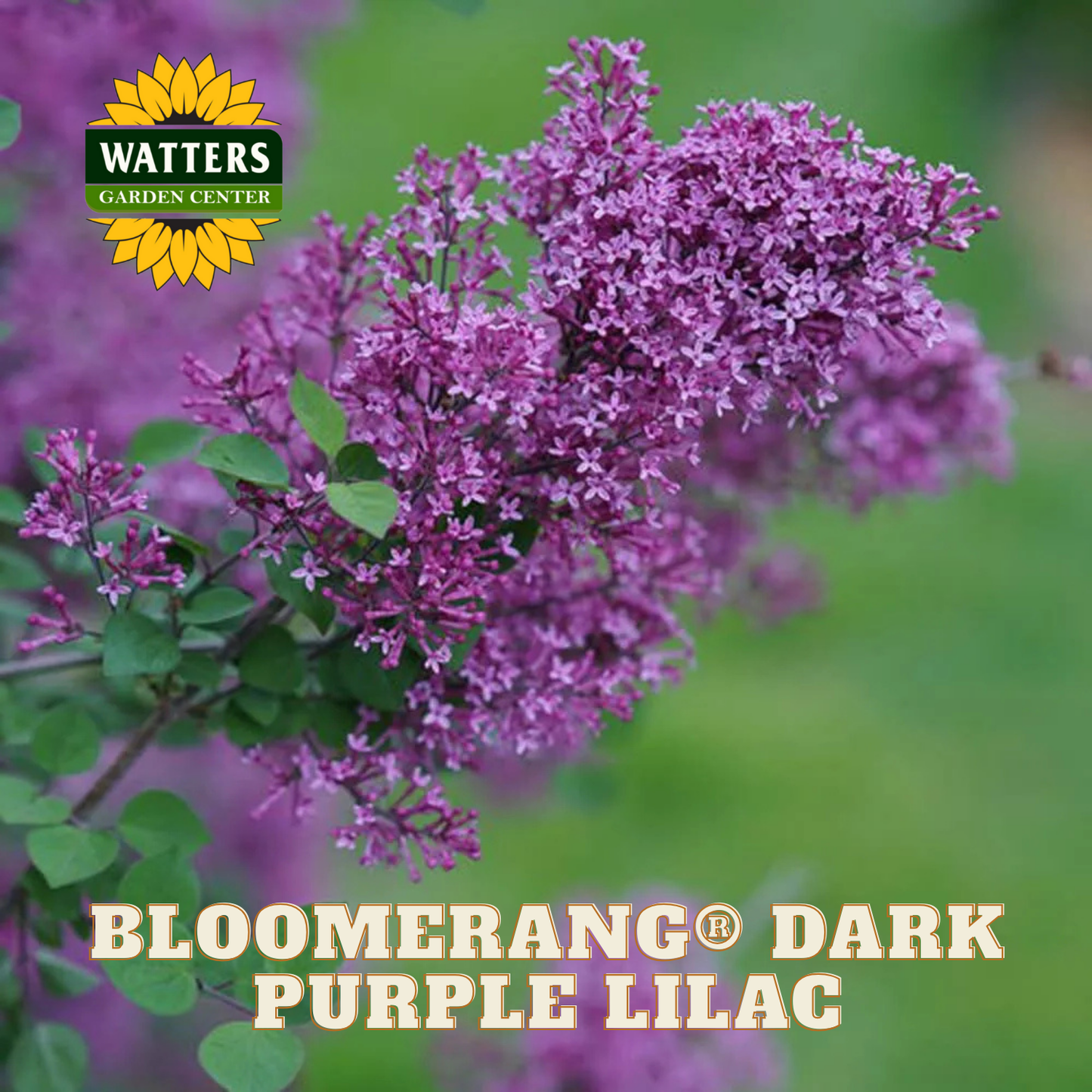 Bloomerang® Dark Purple Lilac (SYRINGA X BLOOMERANG® DK PURPLE) - 1 gallon