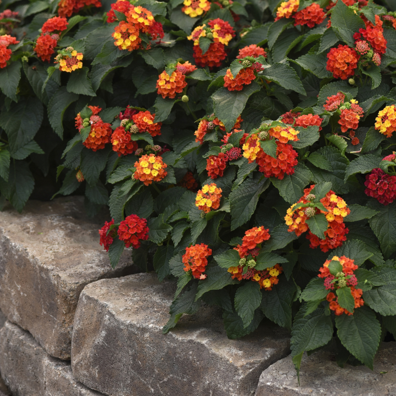 HOT BLOODED LANTANA 1gal