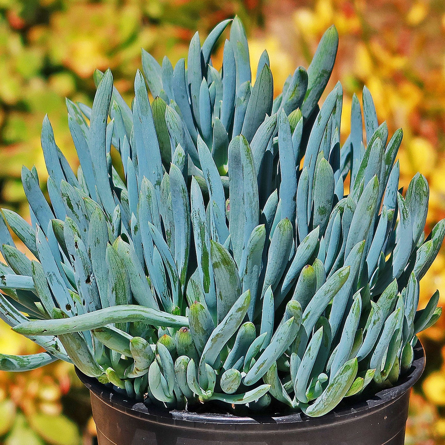 Senecio Blue Chalk Sticks