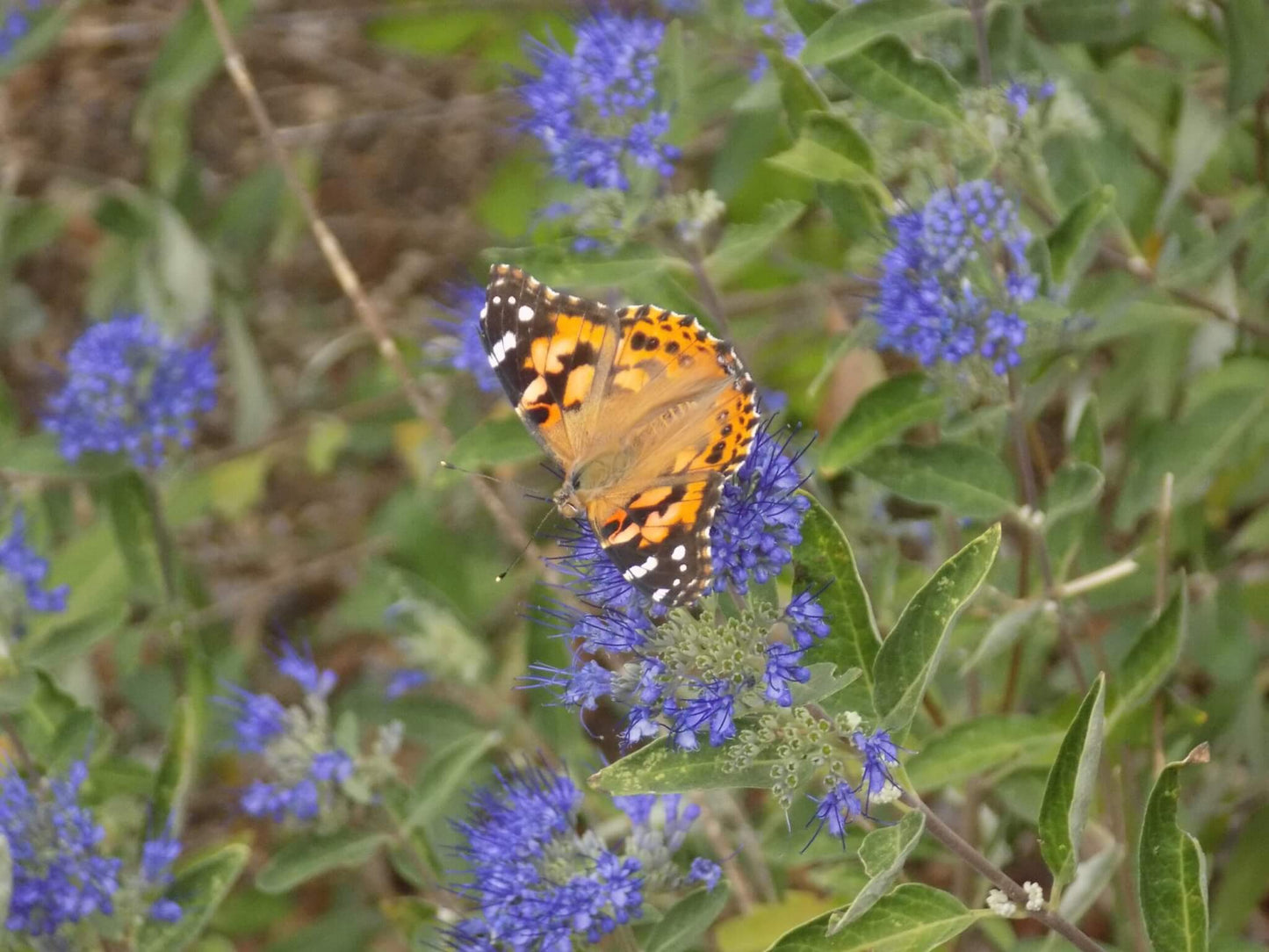 DARK KNIGHT CARYOPTERIS 5gal