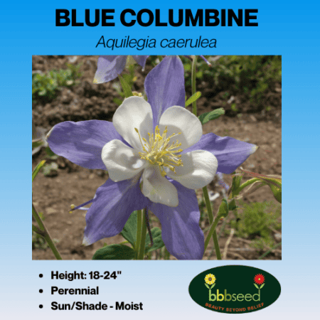 BLUE COLUMBINE SEED