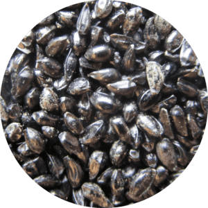 BLUE COLUMBINE SEED