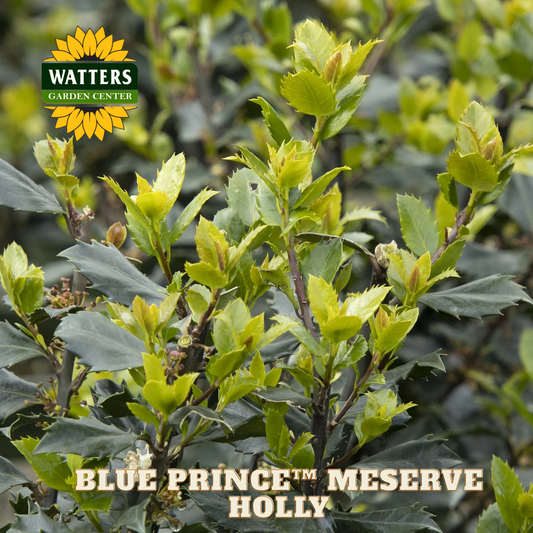 Blue Prince™ Meserve Holly (ILEX X MES. BLUE PRINCE) - 3 gallon 15"