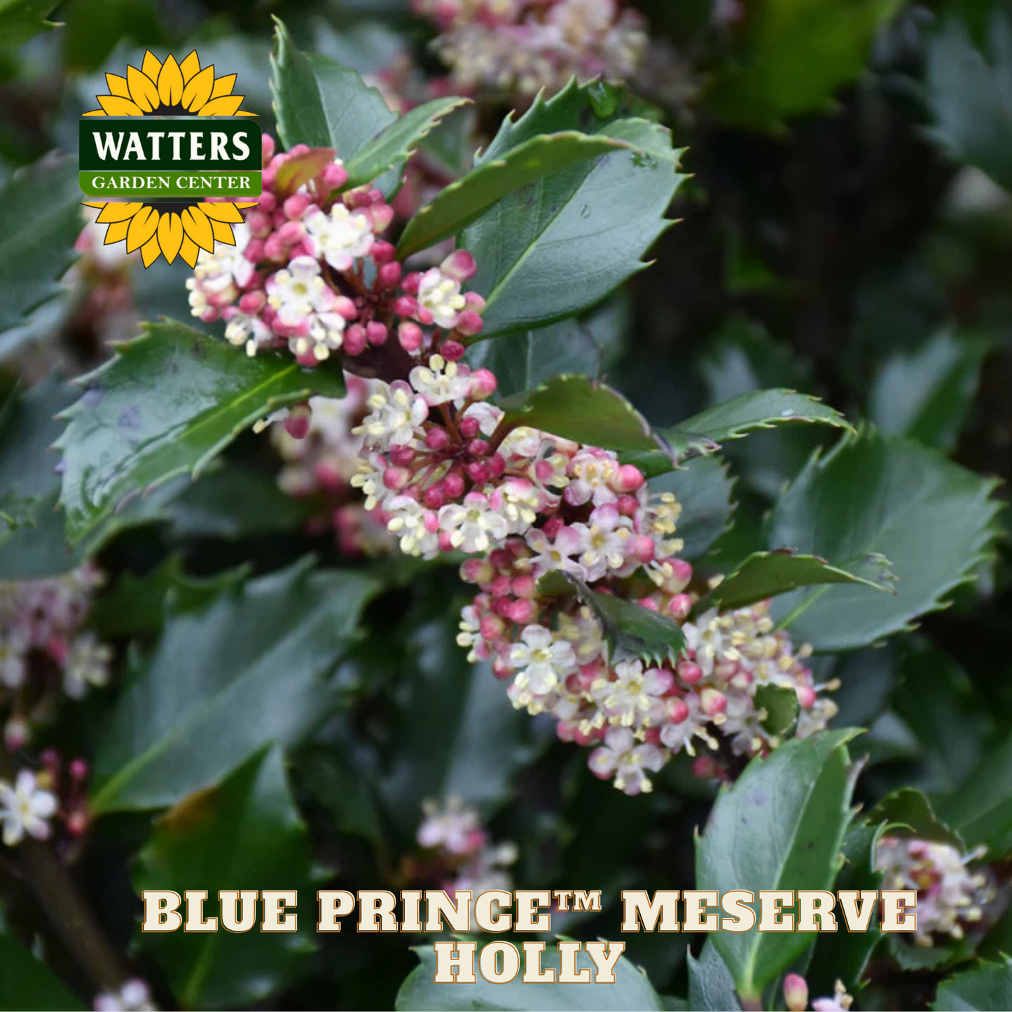 Blue Prince™ Meserve Holly (ILEX X MES. BLUE PRINCE) - 3 gallon 15"