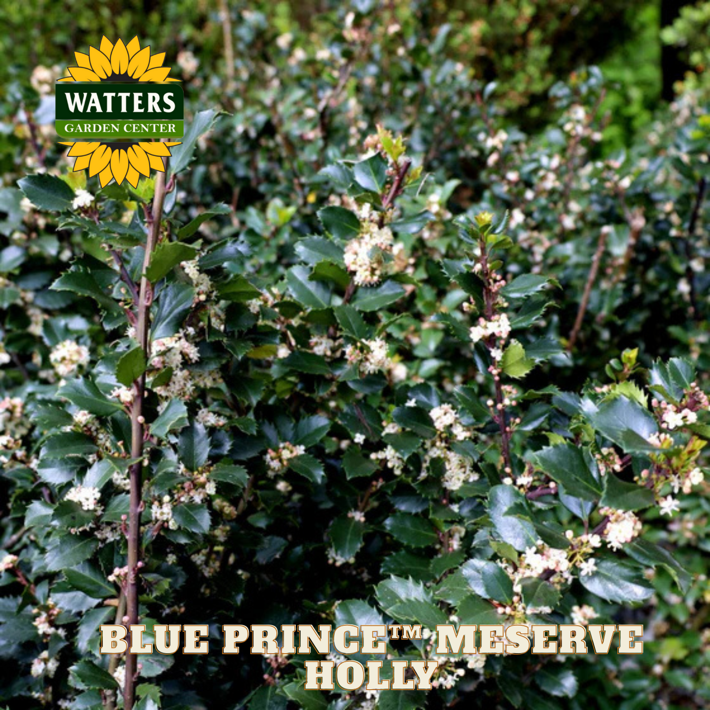Blue Prince™ Meserve Holly (ILEX X MES. BLUE PRINCE) - 3 gallon 15"