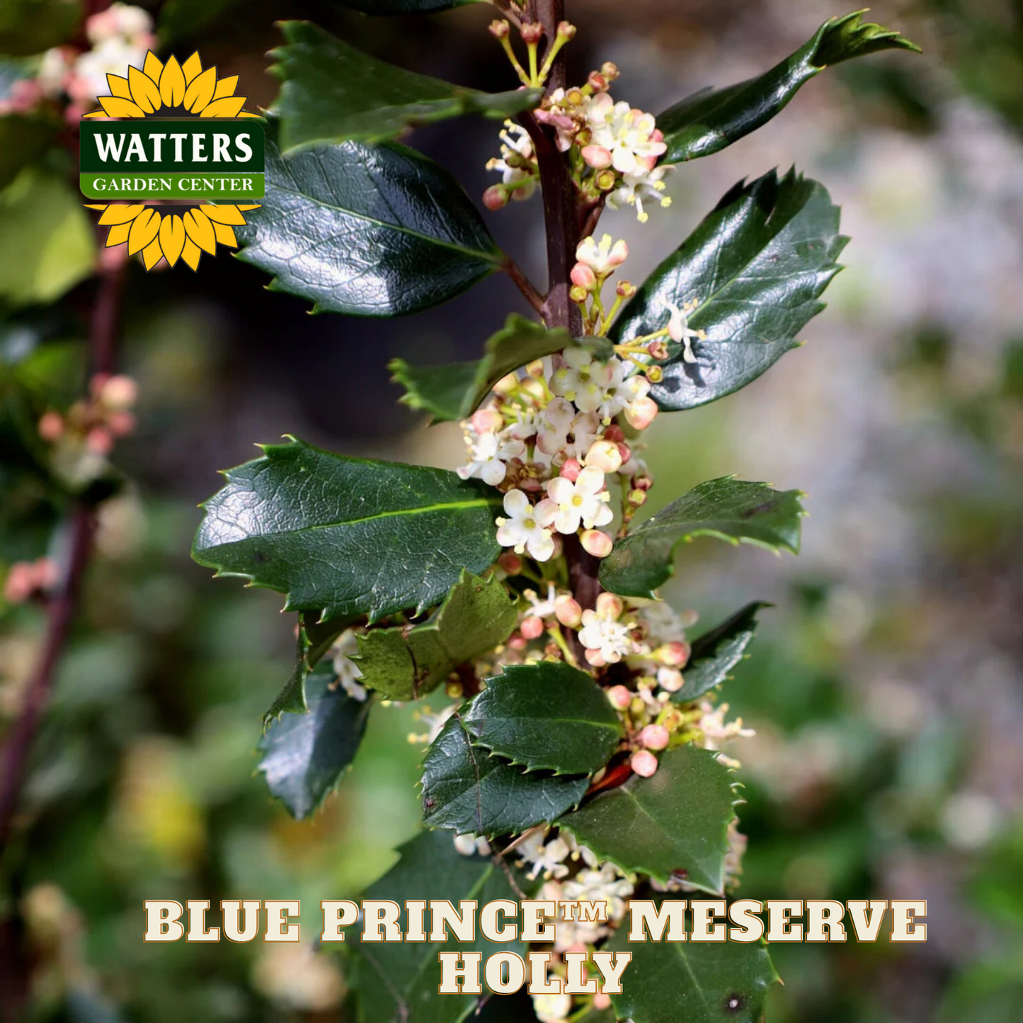 Blue Prince™ Meserve Holly (ILEX X MES. BLUE PRINCE) - 3 gallon 15"