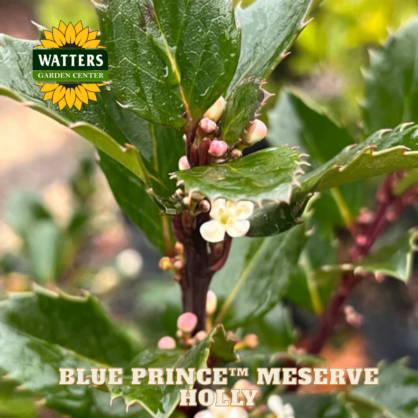 Blue Prince™ Meserve Holly (ILEX X MES. BLUE PRINCE) - 3 gallon 15"
