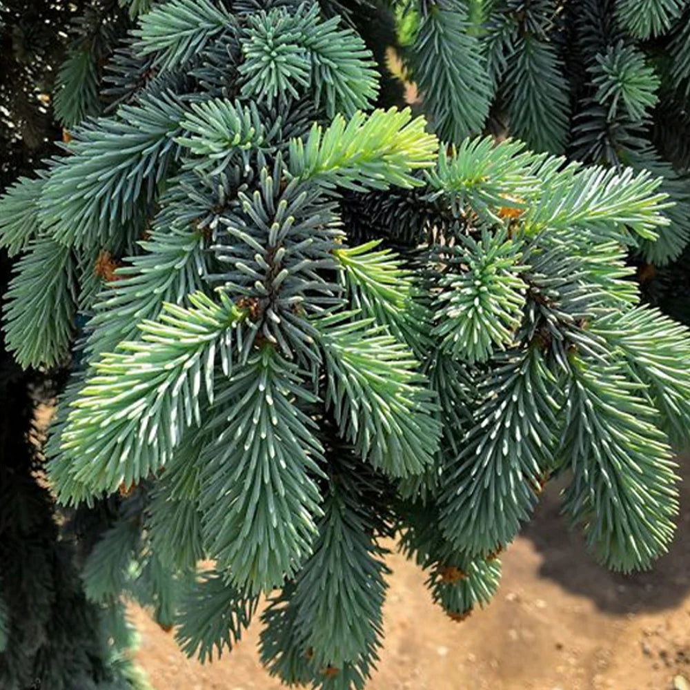 GREEN COLORADO SPRUCE 4-5ft