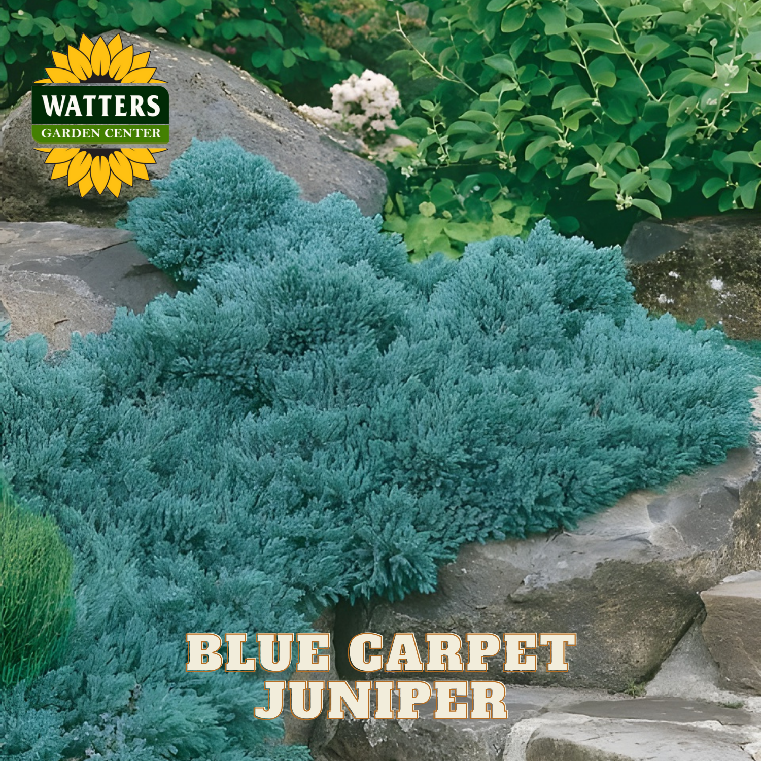 Blue Carpet Juniper plant with Watters Garden Center logo in the background