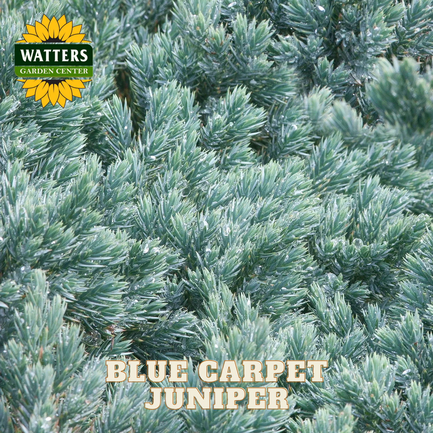 Blue Carpet Juniper with Watters Garden Center logo