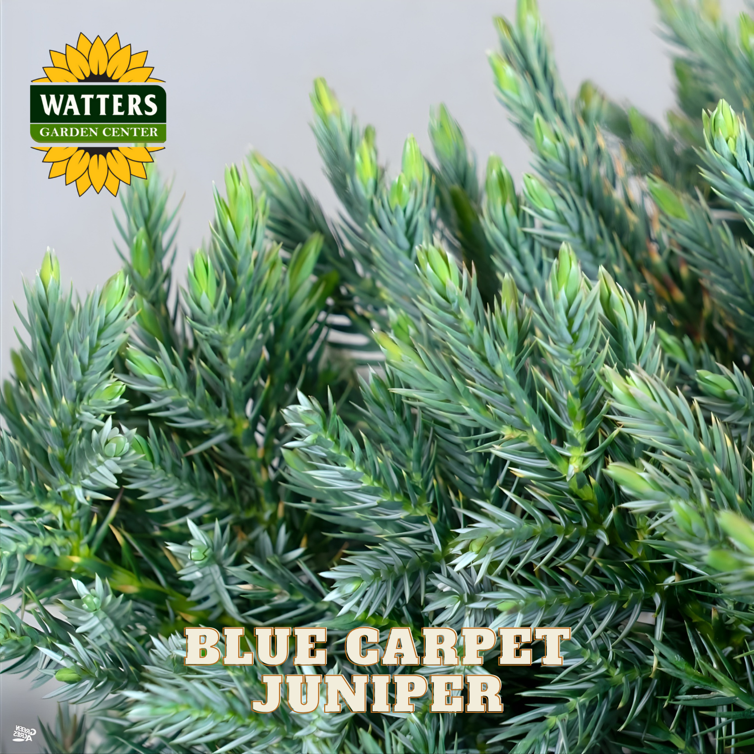 Blue Carpet Juniper plant with Watters Garden Center logo