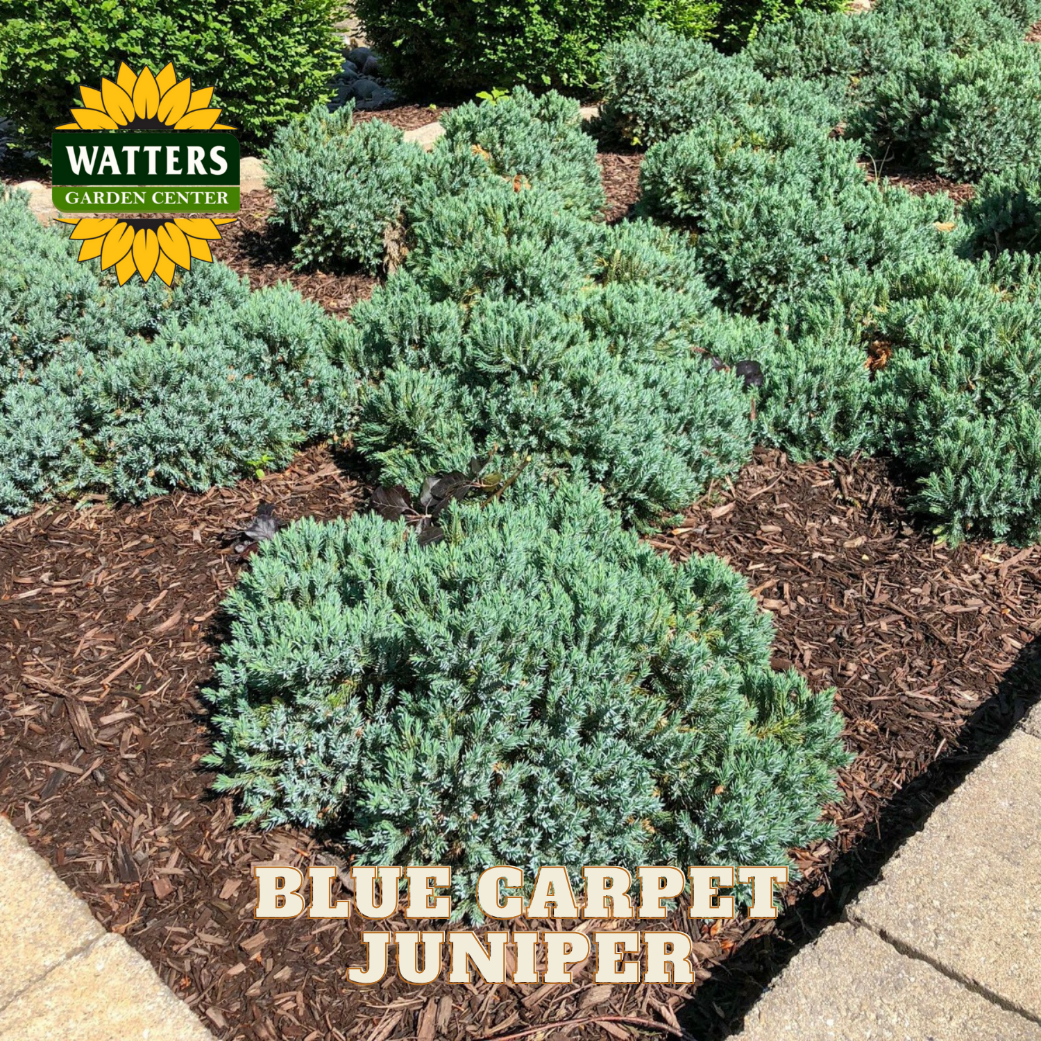 Blue Carpet Juniper plants with Watters Garden Center logo