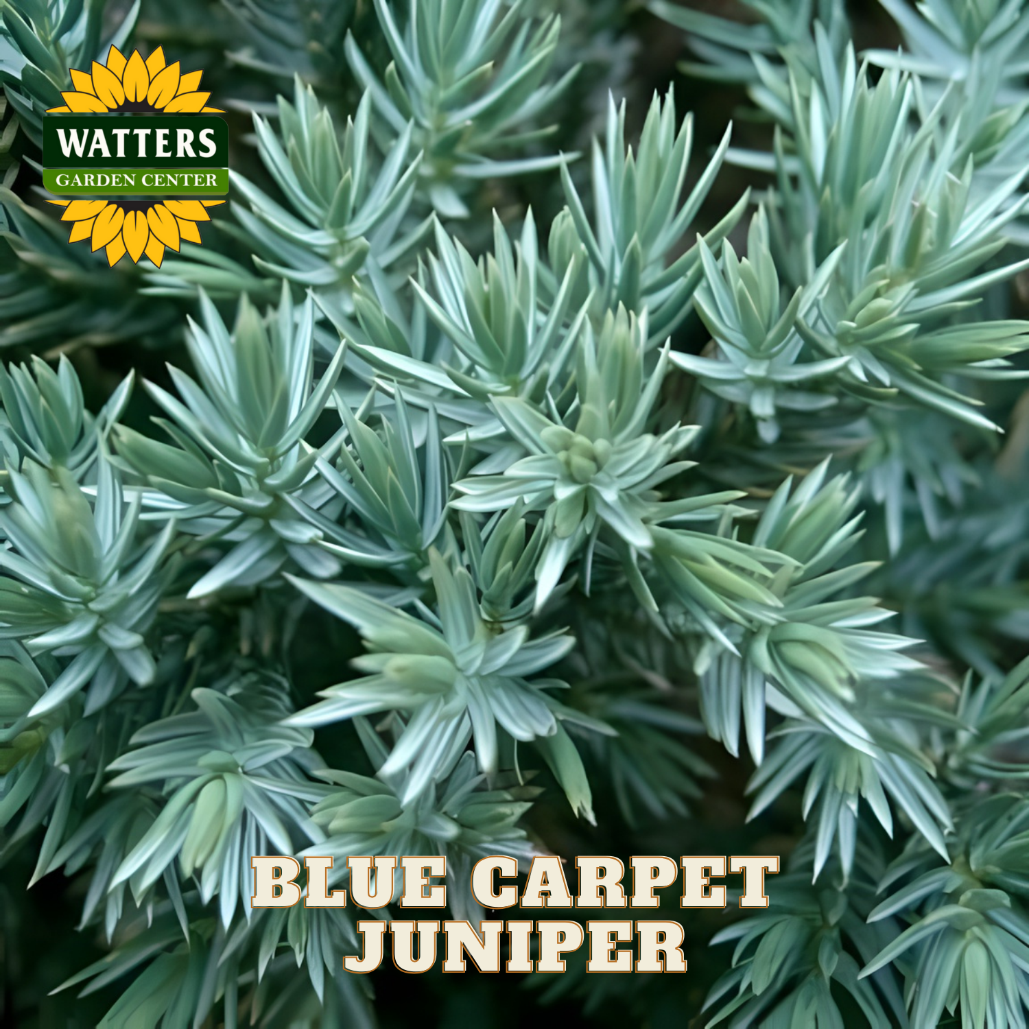 Blue Carpet Juniper with Watters Garden Center logo