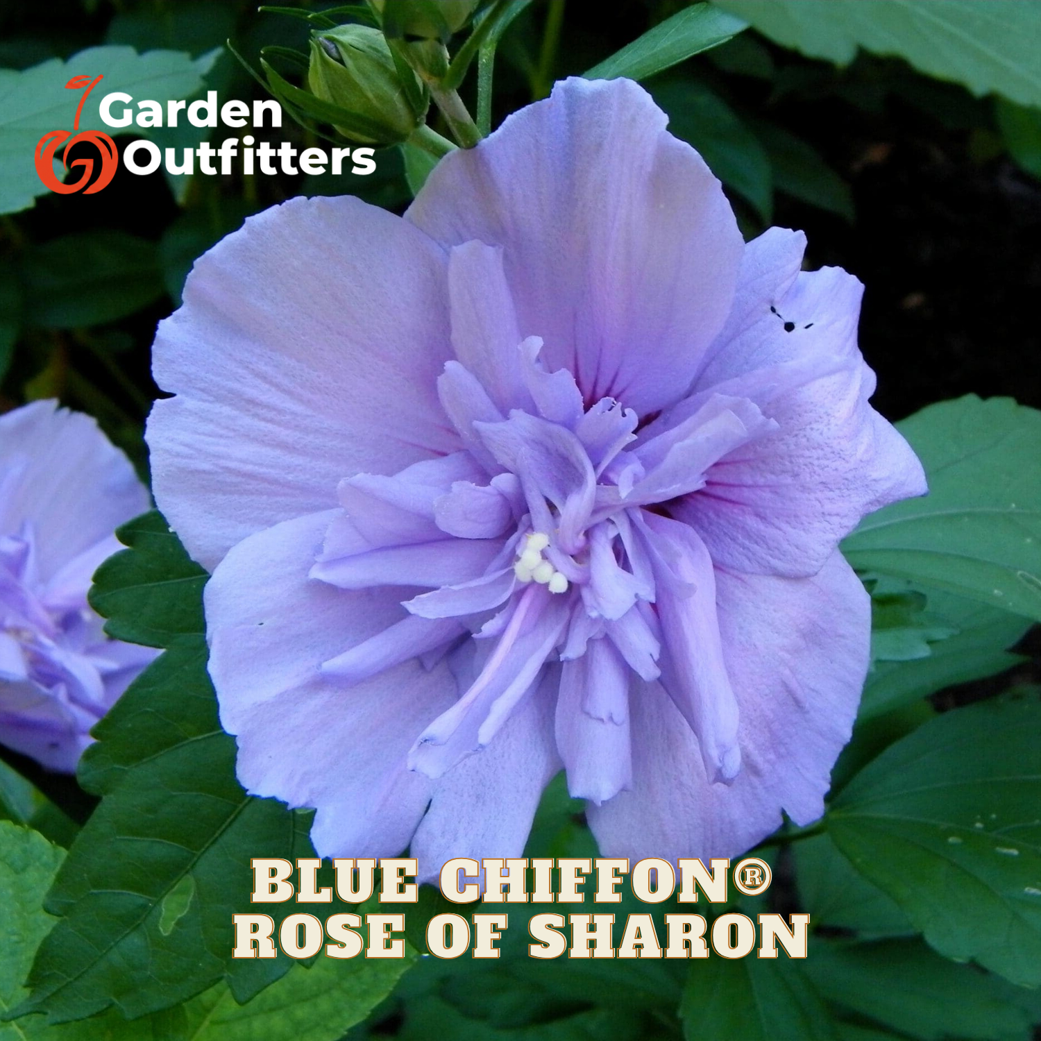 A close-up of a blooming lavender-purple flower with layered petals and green leaves, with Garden Outfitters branding and the text 'BLUE CHIFFON ROSE OF SHARON' overlaid on the image.