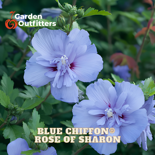 Blooming blue chiffon rose of Sharon flowers with light blue-purple petals and green foliage, with Garden Outfitters branding and 'BLUE CHIFFON ROSE OF SHARON' text overlaid.