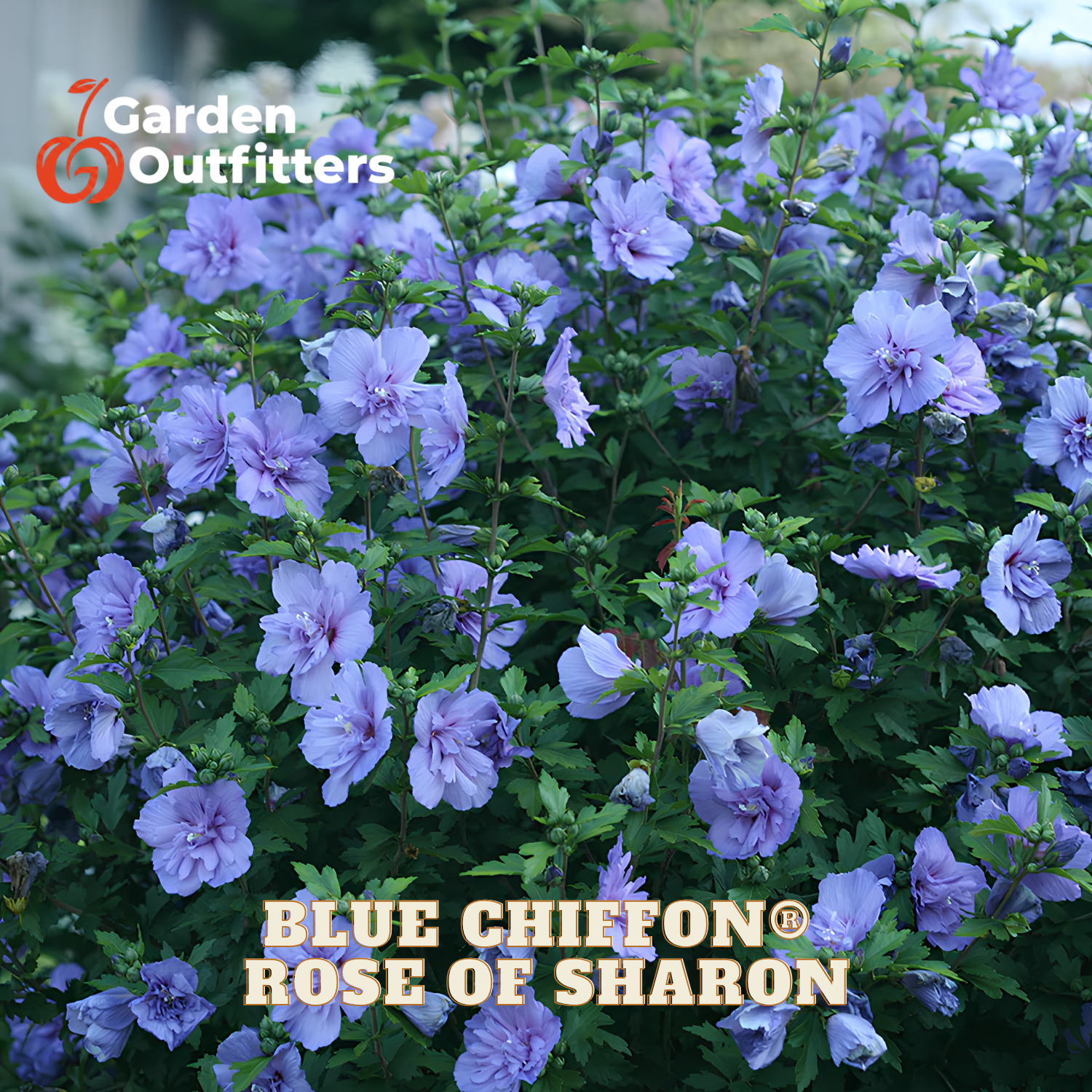 A dense flowering plant covered with light blue-purple blossoms and green foliage, with text reading 'BLUE CHIFFON ROSE OF SHARON' and a Garden Outfitters logo. This appears to be a product image for a plant variety rather than a lifestyle scene, so Product/Packaging fits best.