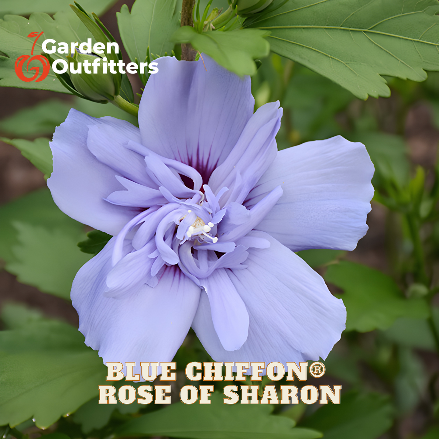 A close-up of a blooming flower with pale lavender-blue petals and green leaves, with the text 'Garden Outfitters' and 'BLUE CHIFFON ROSE OF SHARON' overlaid on the image.