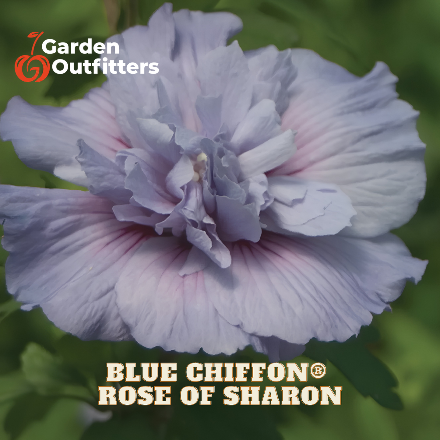 A close-up of a blooming flower with pale blue to lavender-purple petals and soft pink shading, set against green foliage. Text at the top left reads Garden Outfitters, and text at the bottom reads BLUE CHIFFON ROSE OF SHARON.