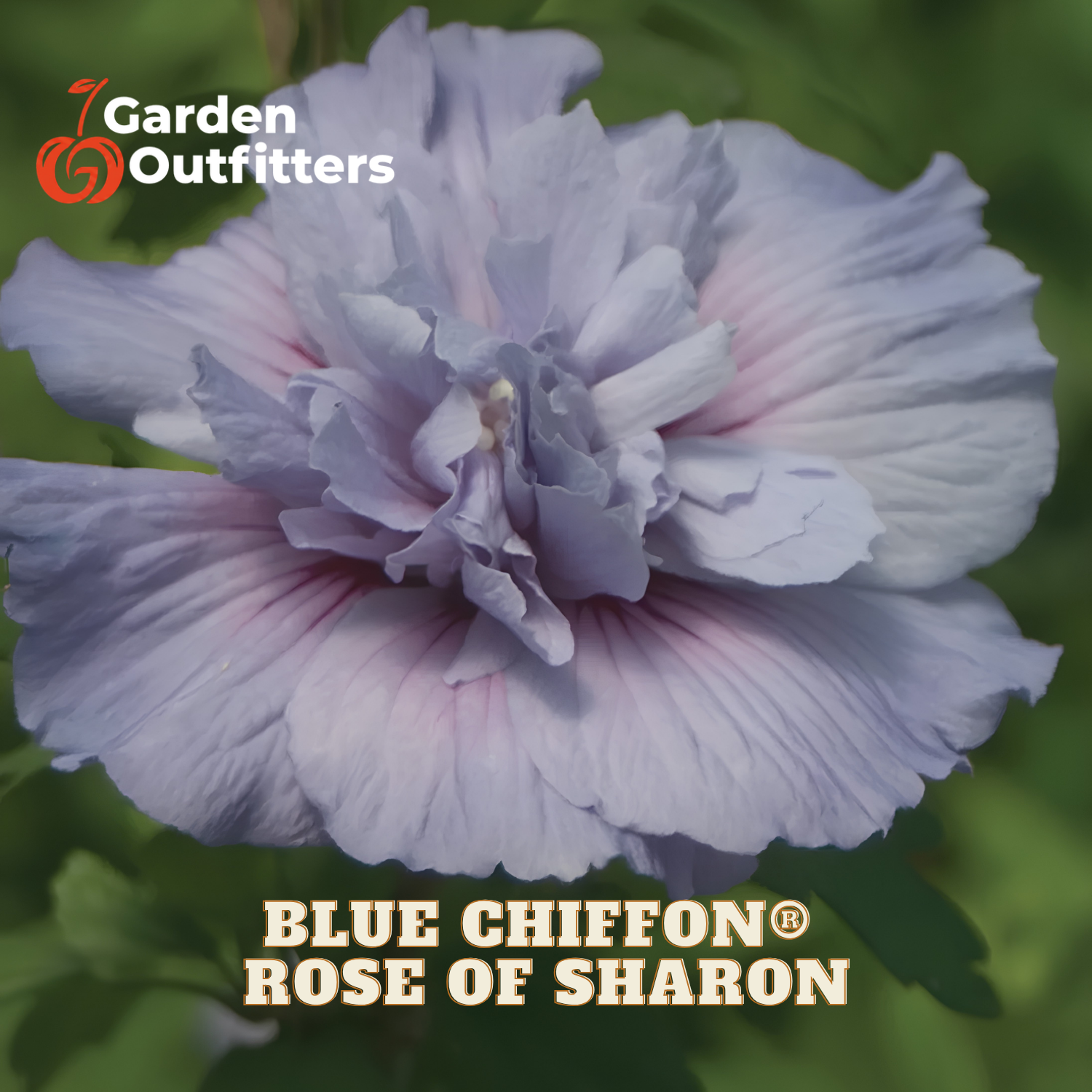 A close-up of a blooming flower with pale blue to lavender-purple petals and soft pink shading, set against green foliage. Text at the top left reads Garden Outfitters, and text at the bottom reads BLUE CHIFFON ROSE OF SHARON.