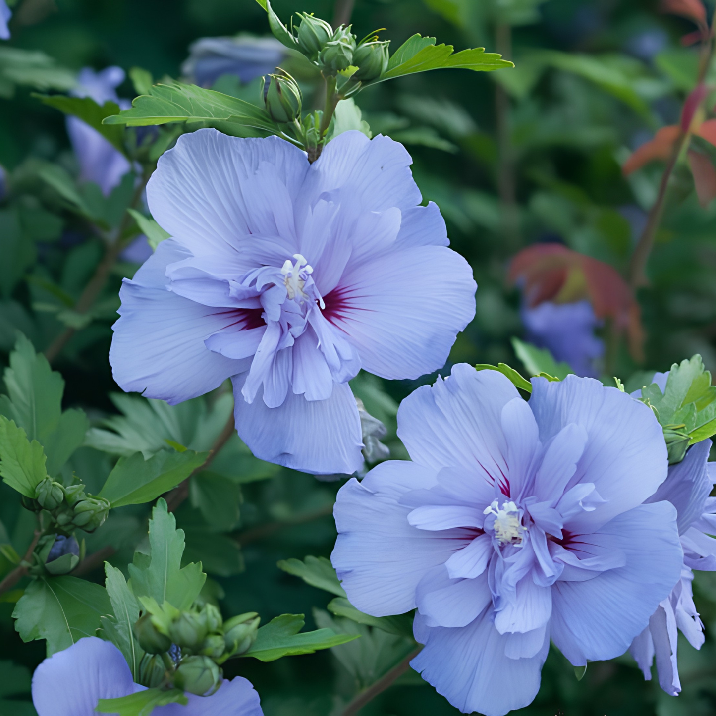 Light lavender-blue hibiscus flowers with green leaves in a garden setting.