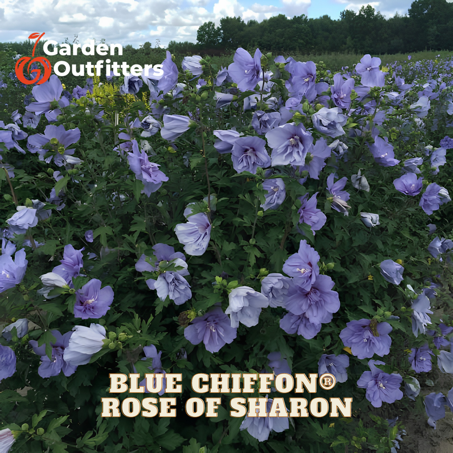 A field of blooming blue chiffon roses, also known as Rose of Sharon, with light purple-blue flowers and green foliage. Text overlays read 'BLUE CHIFFON ROSE OF SHARON' and 'Garden Outfitters'.
