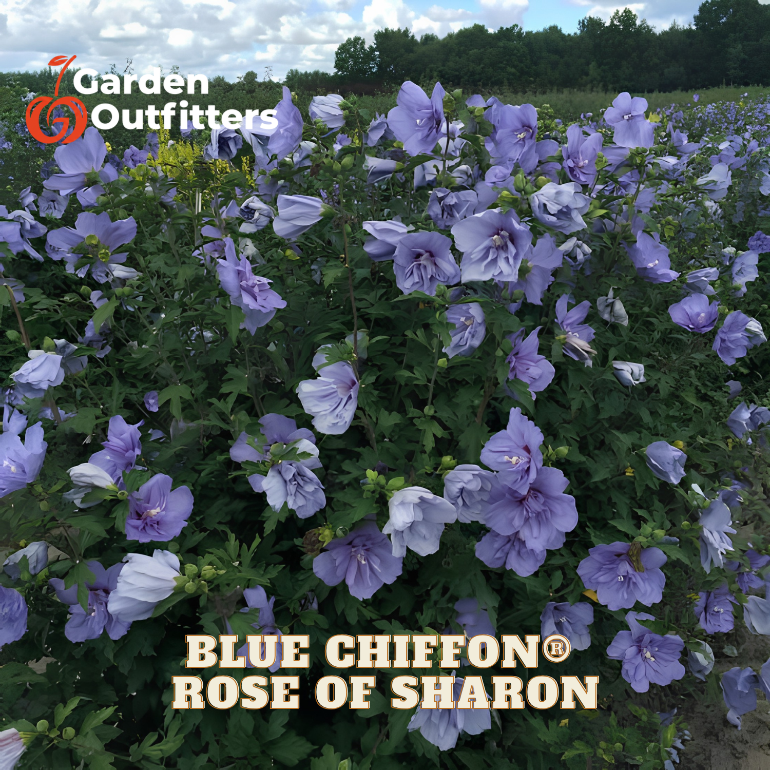 A field of blooming blue chiffon roses, also known as Rose of Sharon, with light purple-blue flowers and green foliage. Text overlays read 'BLUE CHIFFON ROSE OF SHARON' and 'Garden Outfitters'.