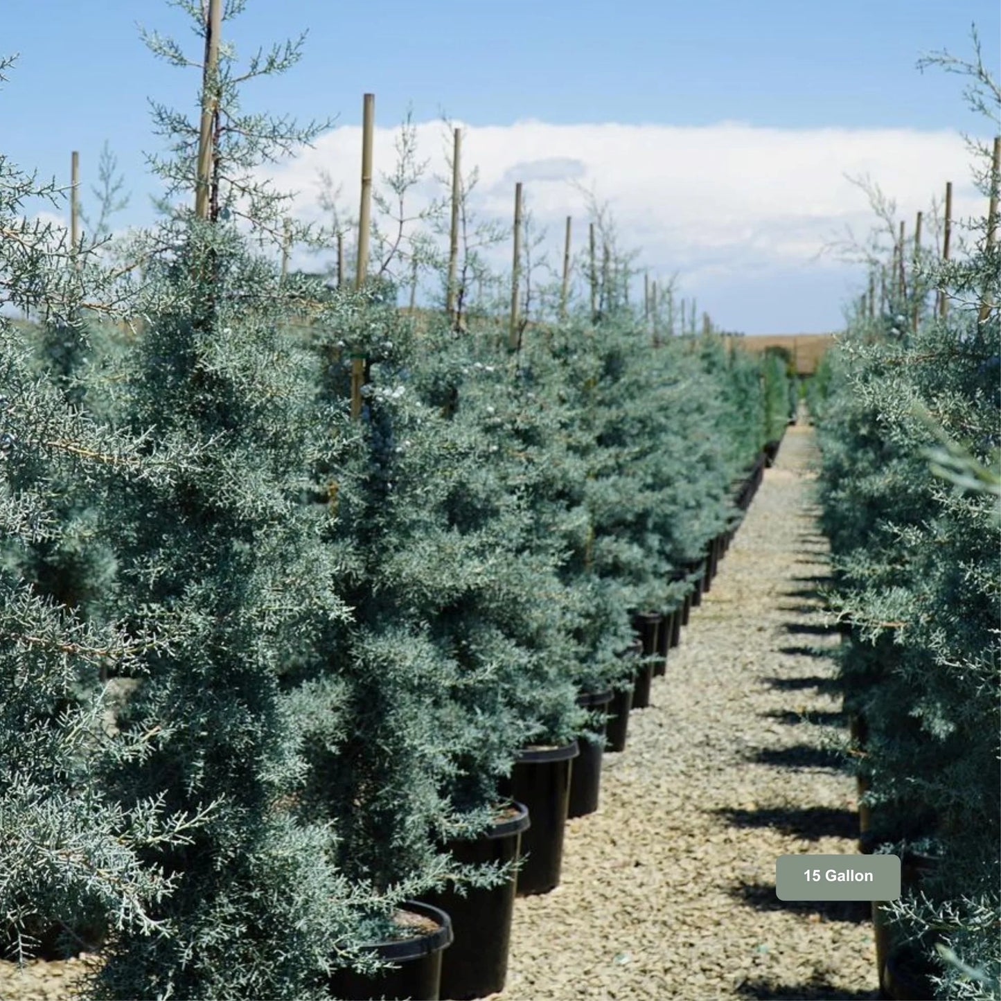 ARIZONA CYPRESS TREE 25gal